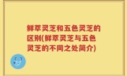 鲜萃灵芝和五色灵芝的区别(鲜萃灵芝与五色灵芝的不同之处简介)