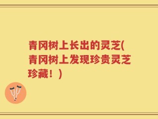青冈树上长出的灵芝(青冈树上发现珍贵灵芝珍藏！)