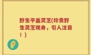 野生平盖灵芝(珍贵野生灵芝现身，引人注目！)