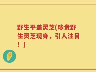 野生平盖灵芝(珍贵野生灵芝现身，引人注目！)