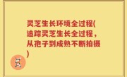 灵芝生长环境全过程(追踪灵芝生长全过程，从孢子到成熟不断拍摄)