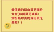 最值钱的深山灵芝图片大全(珍稀灵芝盛宴：赏析最珍贵的深山灵芝美照！)