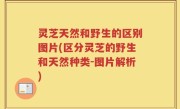灵芝天然和野生的区别图片(区分灵芝的野生和天然种类-图片解析)
