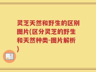 灵芝天然和野生的区别图片(区分灵芝的野生和天然种类-图片解析)