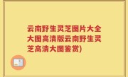 云南野生灵芝图片大全大图高清版云南野生灵芝高清大图鉴赏)