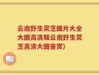 云南野生灵芝图片大全大图高清版云南野生灵芝高清大图鉴赏)