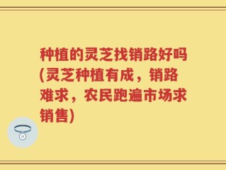 种植的灵芝找销路好吗(灵芝种植有成，销路难求，农民跑遍市场求销售)
