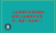 上山采摘千年灵芝图片欣赏(上山采摘千年灵芝，美景一览无余！)