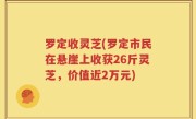 罗定收灵芝(罗定市民在悬崖上收获26斤灵芝，价值近2万元)