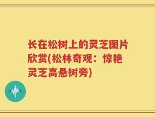 长在松树上的灵芝图片欣赏(松林奇观：惊艳灵芝高悬树旁)