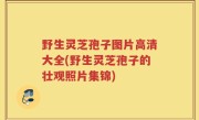野生灵芝孢子图片高清大全(野生灵芝孢子的壮观照片集锦)