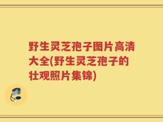 野生灵芝孢子图片高清大全(野生灵芝孢子的壮观照片集锦)