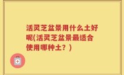 活灵芝盆景用什么土好呢(活灵芝盆景最适合使用哪种土？)