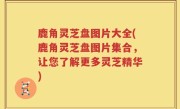鹿角灵芝盘图片大全(鹿角灵芝盘图片集合，让您了解更多灵芝精华)