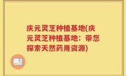 庆元灵芝种植基地(庆元灵芝种植基地：带您探索天然药用资源)