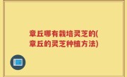 章丘哪有栽培灵芝的(章丘的灵芝种植方法)