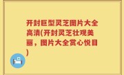 开封巨型灵芝图片大全高清(开封灵芝壮观美丽，图片大全赏心悦目)