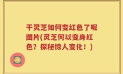 干灵芝如何变红色了呢图片(灵芝何以变身红色？探秘惊人变化！)