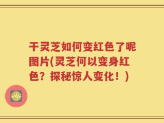 干灵芝如何变红色了呢图片(灵芝何以变身红色？探秘惊人变化！)