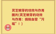 灵芝嫩芽的功效与作用图片(灵芝嫩芽的功效与作用：拔除血管“污垢”！)