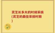 灵芝长多大的时候采摘(灵芝的最佳采摘时期)
