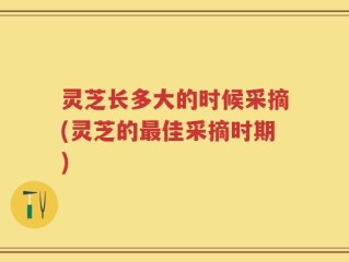 灵芝长多大的时候采摘(灵芝的最佳采摘时期)