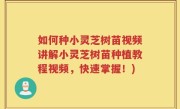 如何种小灵芝树苗视频讲解小灵芝树苗种植教程视频，快速掌握！)