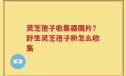 灵芝孢子收集器图片？野生灵芝孢子粉怎么收集