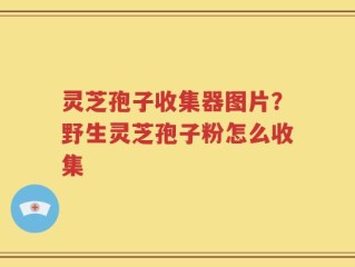 灵芝孢子收集器图片？野生灵芝孢子粉怎么收集
