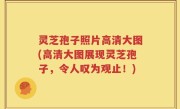 灵芝孢子照片高清大图(高清大图展现灵芝孢子，令人叹为观止！)