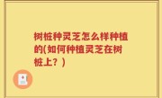 树桩种灵芝怎么样种植的(如何种植灵芝在树桩上？)