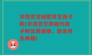 华茂灵芝破壁灵芝孢子粉(华茂灵芝壳破代孢子粉优质健康，即食养生神器)