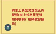 树木上长出灵芝怎么办视频(树上长出灵芝该如何收割？视频教你操作)