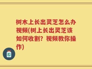树木上长出灵芝怎么办视频(树上长出灵芝该如何收割？视频教你操作)