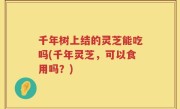千年树上结的灵芝能吃吗(千年灵芝，可以食用吗？)