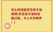 怎么样培植灵芝孢子油视频(灵芝孢子油的培植过程，令人大开眼界！)