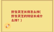 野生灵芝长得怎么样(野生灵芝的特征长成什么样？)