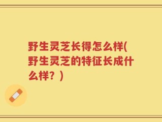 野生灵芝长得怎么样(野生灵芝的特征长成什么样？)