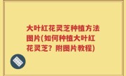 大叶红花灵芝种植方法图片(如何种植大叶红花灵芝？附图片教程)