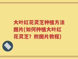 大叶红花灵芝种植方法图片(如何种植大叶红花灵芝？附图片教程)