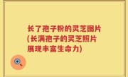 长了孢子粉的灵芝图片(长满孢子的灵芝照片展现丰富生命力)