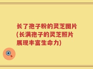 长了孢子粉的灵芝图片(长满孢子的灵芝照片展现丰富生命力)