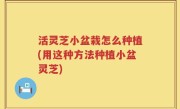 活灵芝小盆栽怎么种植(用这种方法种植小盆灵芝)