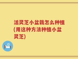 活灵芝小盆栽怎么种植(用这种方法种植小盆灵芝)