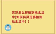 灵芝怎么移植到枯木盆中(如何将灵芝移植到枯木盆中？)