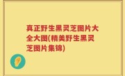 真正野生黑灵芝图片大全大图(精美野生黑灵芝图片集锦)