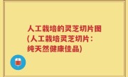 人工栽培的灵芝切片图(人工栽培灵芝切片：纯天然健康佳品)