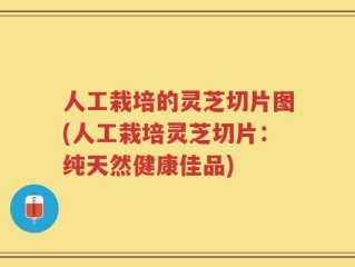 人工栽培的灵芝切片图(人工栽培灵芝切片：纯天然健康佳品)