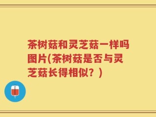 茶树菇和灵芝菇一样吗图片(茶树菇是否与灵芝菇长得相似？)
