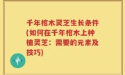 千年棺木灵芝生长条件(如何在千年棺木上种植灵芝：需要的元素及技巧)
